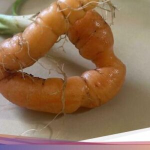 Tak Sesuai Ekspektasi! 10 Buah dan Sayuran Ini Gagal Dipanen