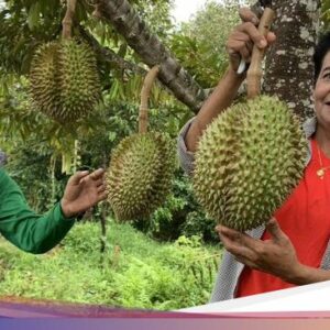 Durian Vulkanik Dikejar Orang hingga Nasi Goreng Seporsi Rp 1.000