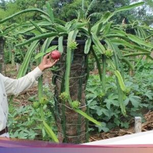 Sarjana Dari Sebab Itu Petani Buah Naga hingga Asinan Sayur Betawi Terenak