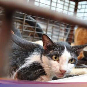 3 Negeri Asia Ini Punya Kebiasaan Konsumsi Daging Kucing