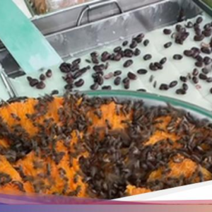 Gerobak Kue Dikerumuni Lebah hingga Viral Beras Korea Hingga Jepang