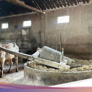 Pembuatan Mie Lethek Viral hingga Fried Chicken Lokal Rp 8 Ribuan