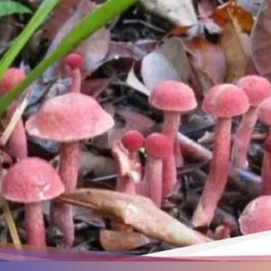 4 Fakta Kulat Pelawan, ‘Truffle’-nya Indonesia Seharga Rp 1,2 juta per Kg