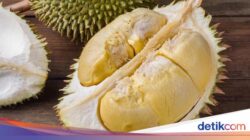 Fakta Di Balik Mahalnya Durian, 5 Penyebab yang Perlu Kamu Tahu