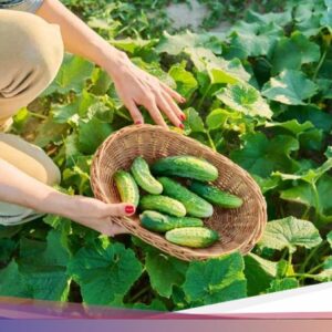 Mantan Perwira Banting Setir Dari Sebab Itu Petani, Panen 400 Kg Timun Per Hari