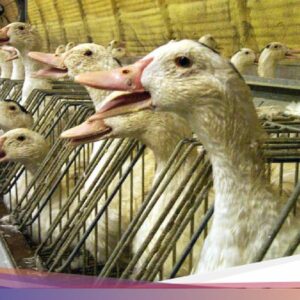 Belum Banyak yang Tahu! Proses Pembuatan 5 Konsumsi Ini Menyakiti Hewan