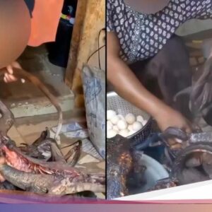 Duh! Kini TikTok Karena Itu Tempat Promosi Daging Satwa Langka Untuk Dimakan