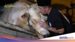 Wow! Potret Sapi Kurban Jumbo Bersama Seniman hingga Kepala Negara, Bobotnya 1,3 Ton