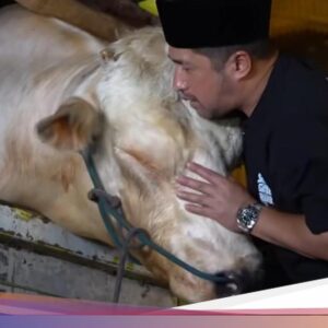 Wow! Potret Sapi Kurban Jumbo Bersama Seniman hingga Kepala Negara, Bobotnya 1,3 Ton