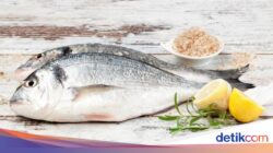 4 Alasan Makan Ikan Bagus Untuk Kesejaganan
