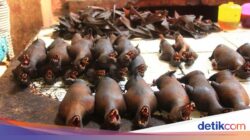 Tak Biasa! 8 Masakan Ekstrem Indonesia yang Dibuat Di Tikus hingga Darah