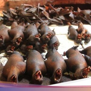 Tak Biasa! 8 Masakan Ekstrem Indonesia yang Dibuat Di Tikus hingga Darah